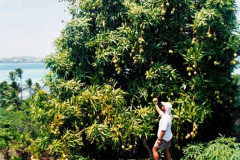 50.-Fiyi.-Hay-que-recolectar-algunos-mangos-silvestres