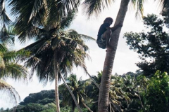 14.-Vanuatu.-Si-quieres-cocos-verdes-no-hay-mas-remedio-que-trepar
