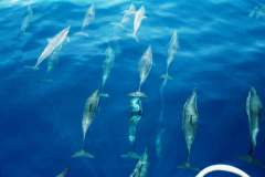 9.-En-navegacion.-Los-delfines-me-acompanan-los-monotonos-dias-de-calma