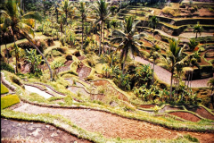 15.-Indonesia.-cualquier-lugar-es-bueno-para-cultivar-arroz