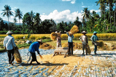 16.-Indonesia.-El-duro-trabajo-en-los-arrozales.