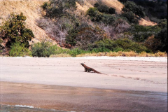 9.-Indonesia-El-famoso-Dragon-de-Komodo.